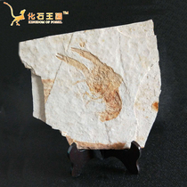 Natural paleontological fossils raw stone specimens strange ring-footed shrimp strange stone lobster fossil Science Teaching