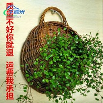 Shelf Wall Wall Green drop blue flower pot woven living room bamboo basket flower basket rattan open shop hanging basket hanging