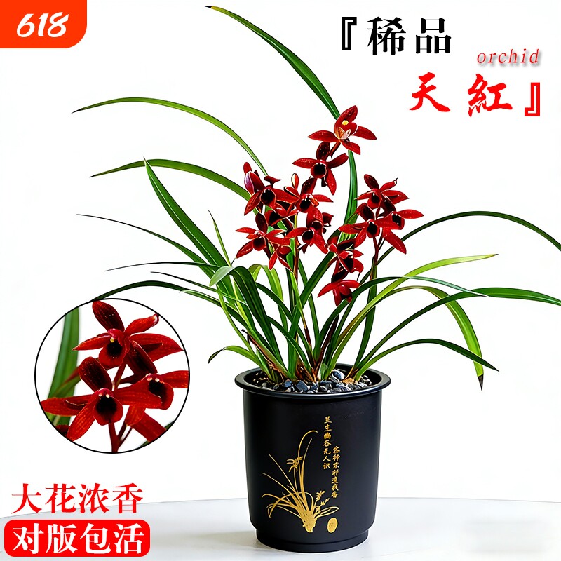 醉红素兰花-醉红素兰花促销价格、醉红素兰花品牌- 淘宝