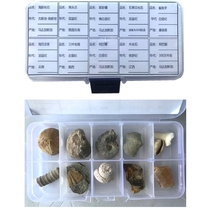 10 kinds of paleontological fossil specimens gift box shark tooth plant insect trilobite pen Stone Tree fossil snail 8888