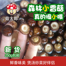 Mushrooms Taro Little Mushrooms Pearl Mushrooms West Gorge Farmhouse Dry Goods Specii Mushrooms Mini Commercial Mushrooms 250 gr