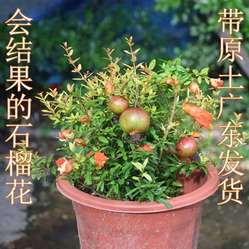 花石榴盆景-花石榴盆景促销价格、花石榴盆景品牌- 淘宝