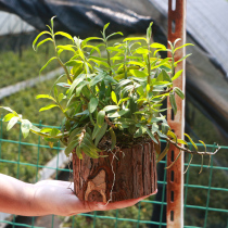 (Dendrobium dendrobium small tree pile) Non-Dendrobium dendrobium seedlings with wood Fresh strips Maple bucket Dendrobium dendrobium flower