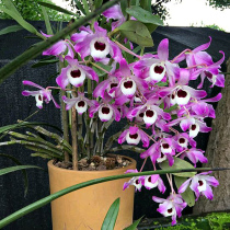 Daoji Healthy Scarlet Water Golden Chalk Seedlings Iron Leather Seedlings Orchid Drum Hammer Seedlings Iron Leather Seedlings Fresh