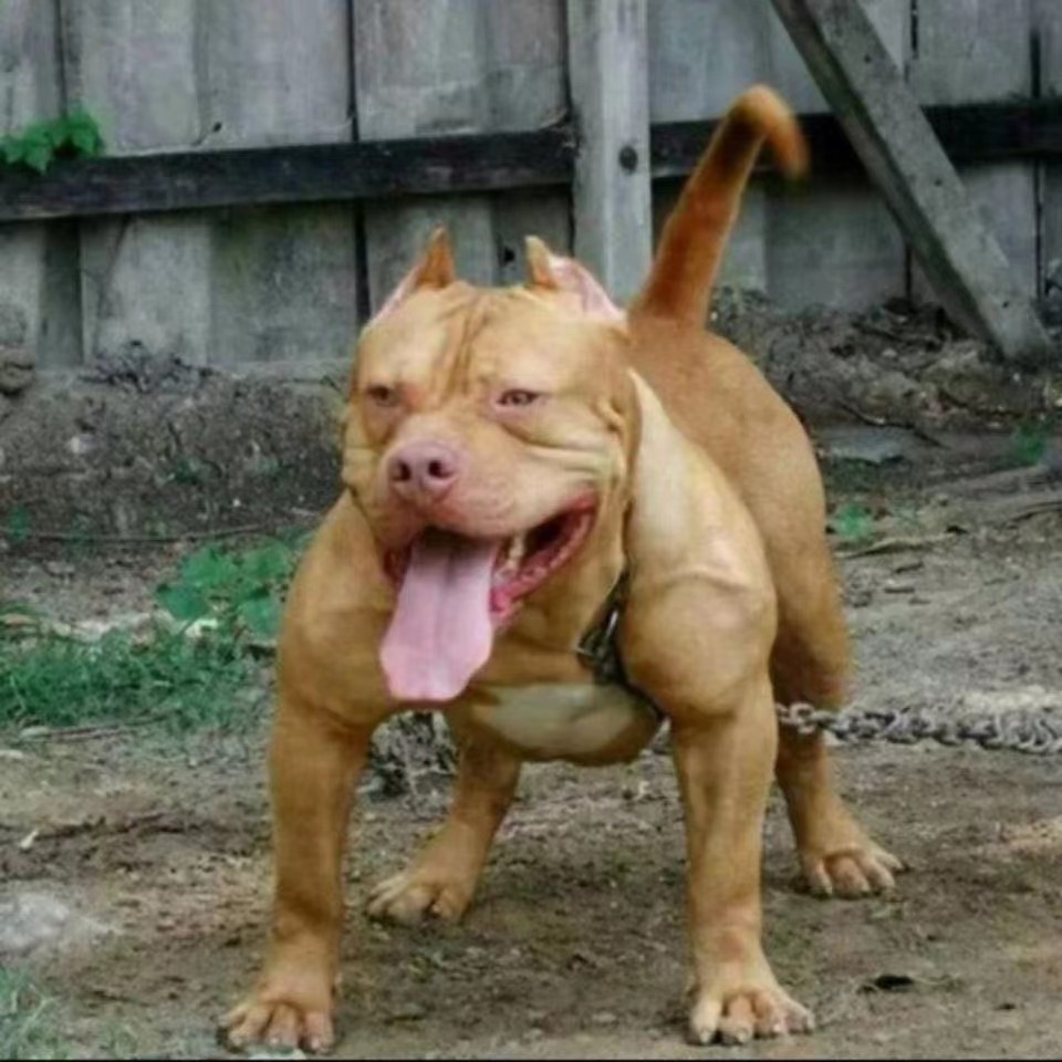 狗的种类-狗的种类促销价格、狗的种类品牌- 淘宝, image size:960x960