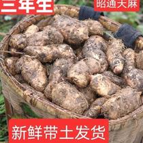  Authentic Yunnan Zhaotong Xiaocaoba Tianma is now digging fresh Tianma imitation wild Tianma winter hemp wet hemp one kilogram mail V