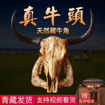 Bull head decoration wall hanging real head bull head bone specimen crafts Sheep head decoration ornaments hot pot shop wall pendant