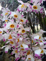 Dendrobium Maple flower big flower pink flower orchid flower orchid more beautiful than Dendrobium