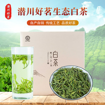 2021 new tea Anhui Hefei new tea listed Anji white tea Kotan Qianchuan good Ming Lujiang specialty 500g
