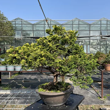 黄金真柏-黄金真柏促销价格、黄金真柏品牌- 淘宝