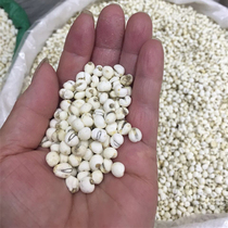 Tibetan wild pearl fritillary mother-of-pearl Chuanbei Chuanbei Chinese herbal medicine Tibetan beifeiping besongbei children use 50 grams