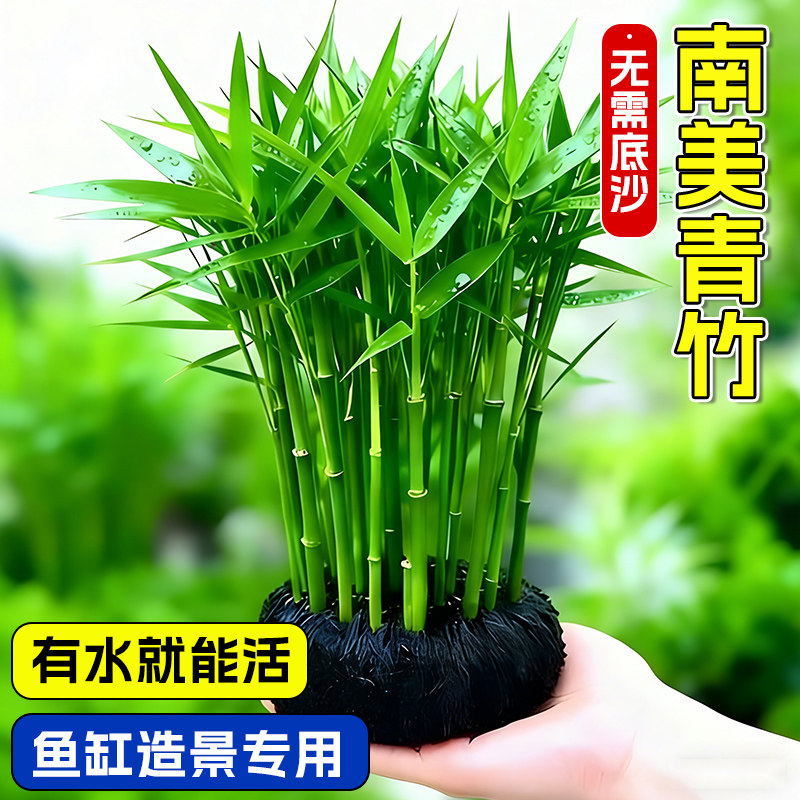 水草 Ao O1CN01khxVos20R4CInxXDG_!!