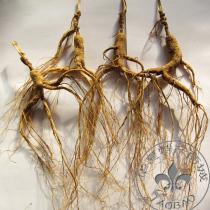 Northeast ginseng mountain ginseng forest ginseng mountain ginseng mountain ginseng mountain ginseng mountain ginseng mountain ginseng mountain ginseng mountain ginseng mountain ginseng mountain ginseng mountain ginseng mountain ginseng mountain ginseng mountain ginseng