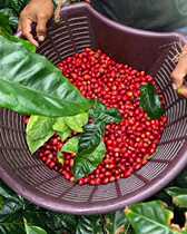 900 raw beans fresh coffee beans Nekisse Red Kiss 2021 Sunburn Ethiopia 1000 Knew