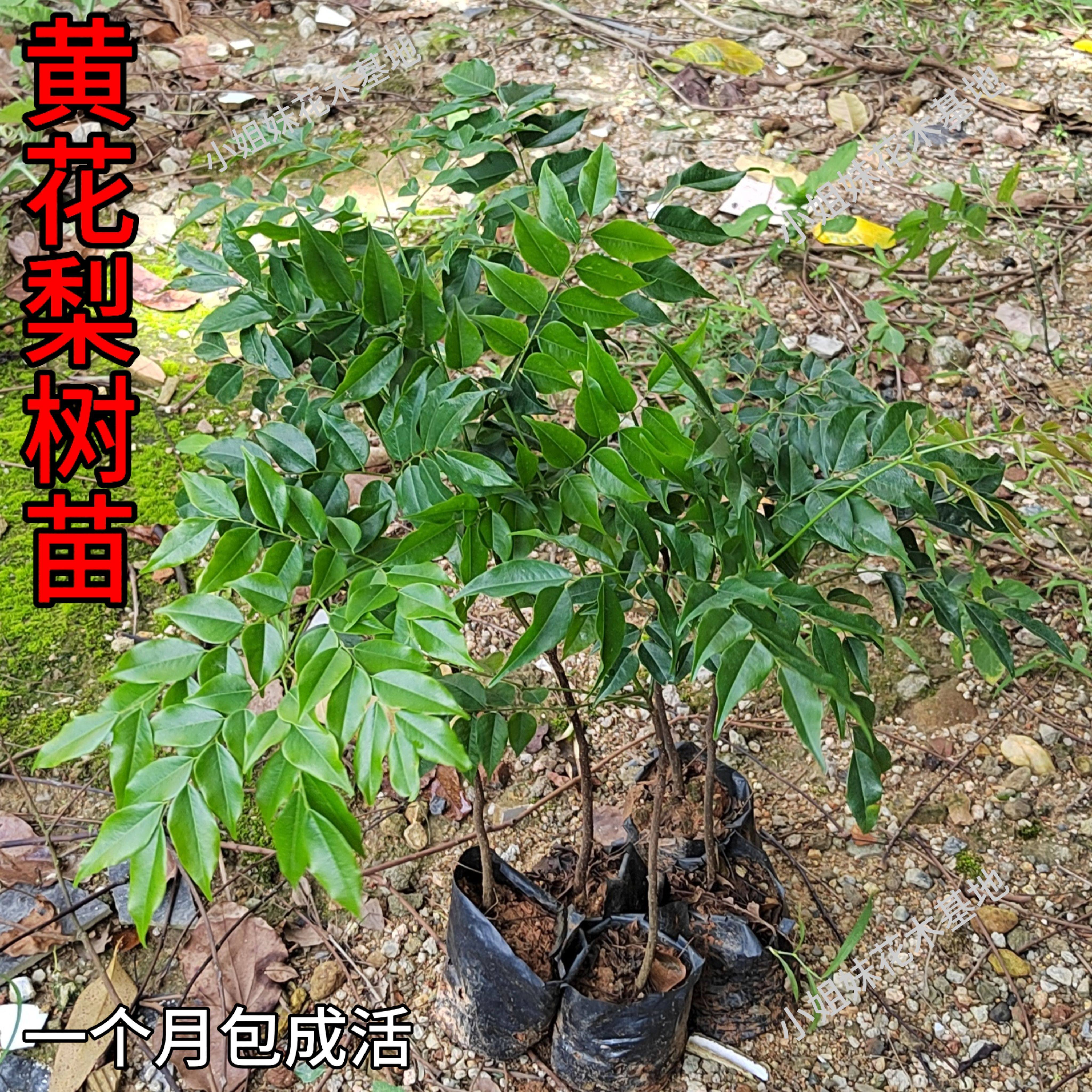 黄花梨木越南-黄花梨木越南促销价格、黄花梨木越南品牌- 淘宝