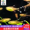 Товары от 鱼之城水族