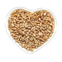 2020 New northeast wheat grain 10kg wheat 5kg with skin wheat kernel Bran Wheat grass brewing pigeon