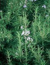 Burpee Rosemary ) Fragrant Herb ) 200 Seeds Gre