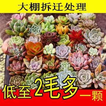 老桩多肉植物-老桩多肉植物促销价格、老桩多肉植物品牌- 淘宝