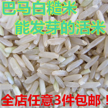 Germinated brown rice germ germ live rice germ rice Stone Mountain Cold Spring irrigated grain can boil rice oil 500g new rice