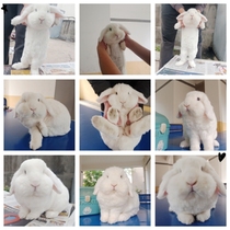 (CO hemp home repair service) Rabbit rabbit cut hair repair knotted hair cut nail plan with the same city service