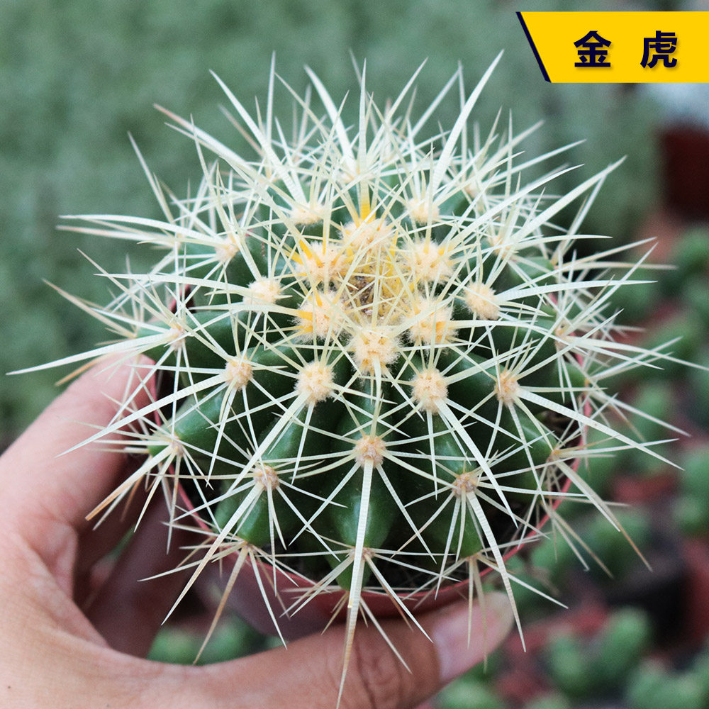 金虎仙人掌-金虎仙人掌促销价格、金虎仙人掌品牌- 淘宝