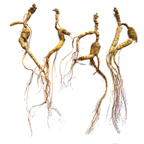 Xianlin Baishen forest ginseng pure seed goods mountain ginseng residual branch wild ginseng residual branch branch residual branch cost-effective specifications of all specifications