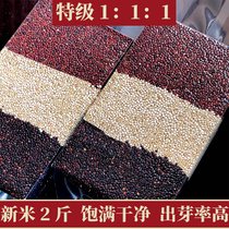 2 Jin three-color quinoa rice Qinghai special new rice low sugar pregnant women baby nutrition black and white red coarse grain grain grain mother Li Mai