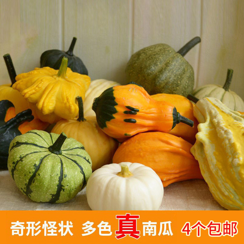 文玩堂：南瓜墩（雷蒙锤） 南瓜文玩-南瓜文玩促销价格、南瓜文玩品牌- 淘宝