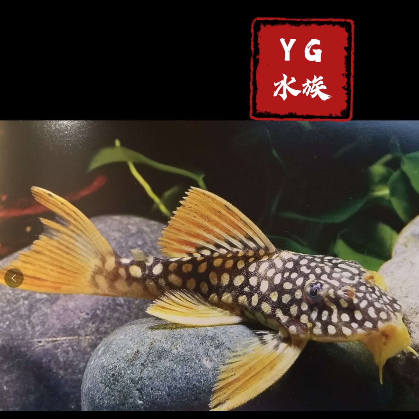 黄金达摩异形鱼-黄金达摩异形鱼促销价格、黄金达摩异形鱼品牌- 淘宝