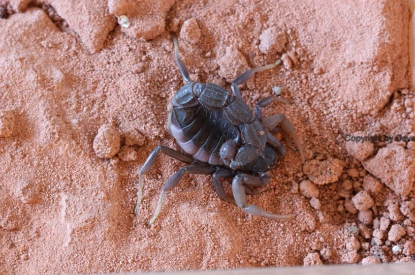 (missing)South African Black Rough-tailed Scorpion Parabuthus transvaalicus 4L