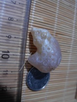 Gobi Agate rough shape Agate carving material Flower eyes Sugar heart Agate rough pendant -- fish