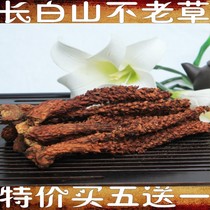 Changbaishan evergreen grass wild original ecological grass cistanche stewed chicken soup soaked in wine material