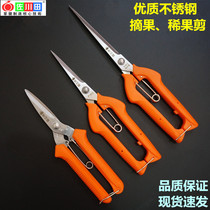 Imported grape scissors flower cut fruit cut hand cut fruit cut cut long bonsai pruning shears