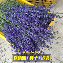 Reich Lavender Dried Bouquet Lavender Soothing Sleeping Aromatherapy Decoration Natural Real Flower Girlfriend Gift