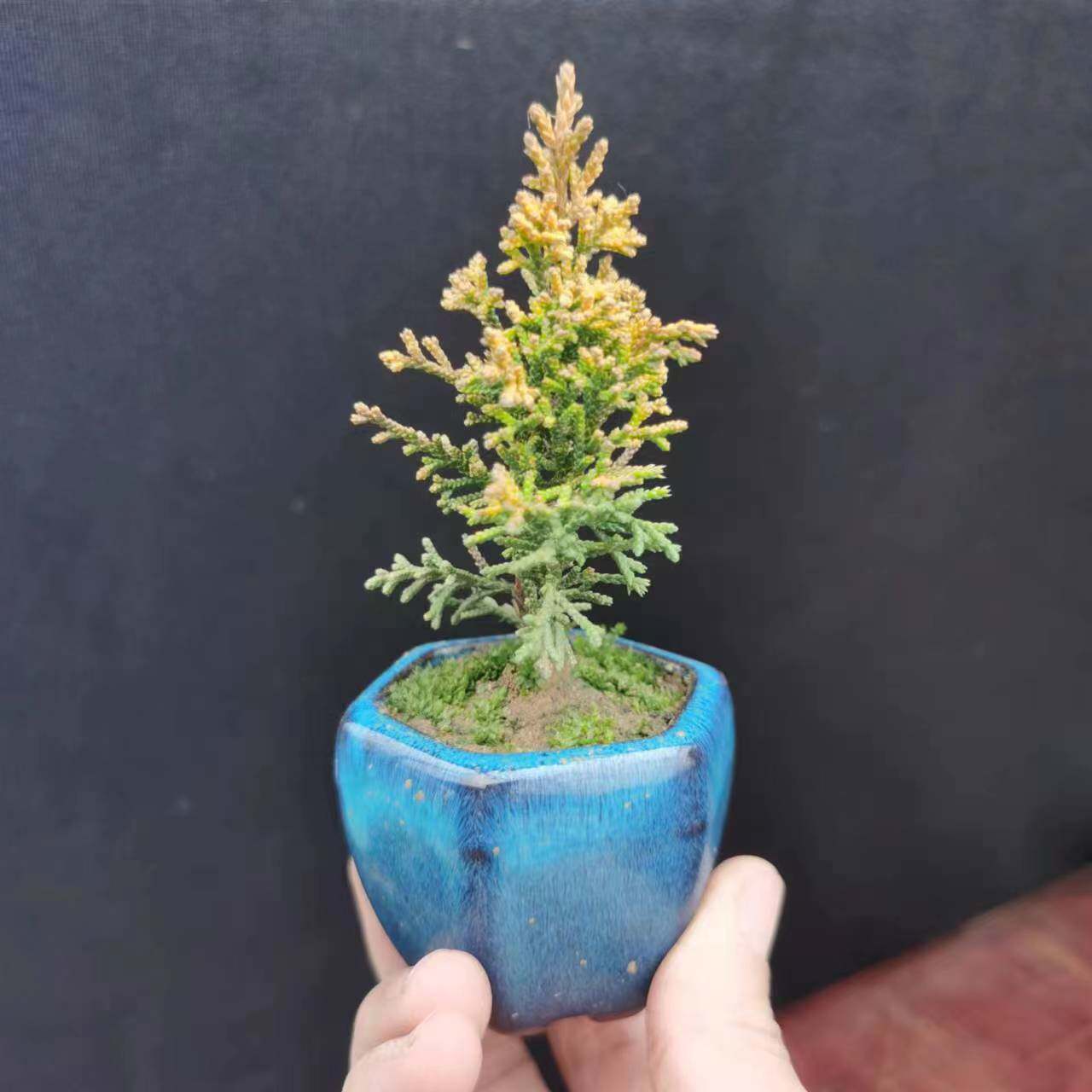 樹高40㎝ 黄金真柏盆栽】 ☆新春限定価格2026-2末☆ 黄金真柏『盆栽』