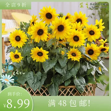 向日葵種籽葵花籽可種瓜子種子種苗特大食葵四季陽臺蔬菜