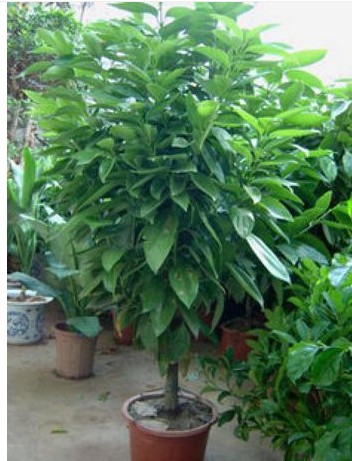 家养盆栽印度榕价格