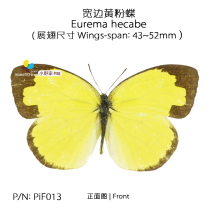 Broadside yellow pink Butterfly Eurema hecabe 43-52mm China