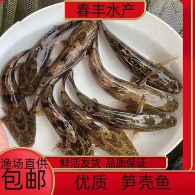 taobao agent Bamboo shoot shell fry, water flower seedling, sand pond o snakehead fry, Thai freshwater culture, edible cloud spot, jiantan snakehead, tiger head grouper