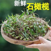 Fresh Wild Double Stone olivine fairy peach fruit upper leaf soup double leaf small fruit not bitter not spicy 500g natural