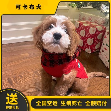 可卡布犬-可卡布犬促销价格、可卡布犬品牌 - 淘宝