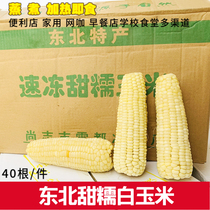 Northeast Sweet glutinous corn frozen cooked frozen corn cob breakfast commercial white corn cob 40 pieces 17-18cm commercial