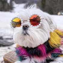 Pet jewelry puppy cute Pearl sunglasses cat fashion personality glasses clothing accessories photo props tide tide
