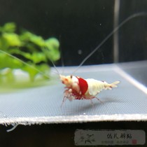 Crystal shrimp red and white crystal shrimp system retention level