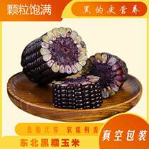 Value-added special offer 10 black color glutinous corn cob soft glutinous sweet children prefer to eat easy-to-carry breakfast coarse grains