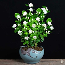 Jasmine potted indoor mosquito repellent plants four seasons fragrant flowering constantly purify the air Good flowers