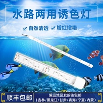 LED diving 24V safety voltage large T8 three primary color aquarium waterproof fish tank landscaping aquatic plant lamp amphibious use