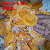 Natural yellow scallop White shell scallop barbecue scallop shell vermicelli Scallop shell fish tank landscaping decoration piece