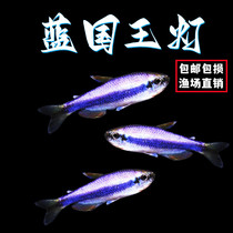 Blue King Lights Queen Lights Basket Tropical Fish Lighting Lighting Fish Living Fish Living Fish